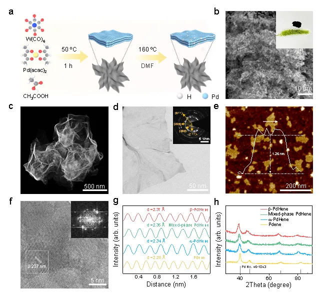 图1：β-PdHene气凝胶的合成和表征。a 合成β-PdHene凝胶的示意图。β-PdHene气凝胶的b SEM图像，c HAADF-STEM图像，d TEM图像，e AFM图像及相应的高度分布图，f HRTEM图像。b, d和f分别显示了β-PdHene气凝胶的数码照片、SAED模式和相应的FFT模式。Pdene和不同相的PdHene气凝胶的g 集成像素强度分布图和h XRD图谱。